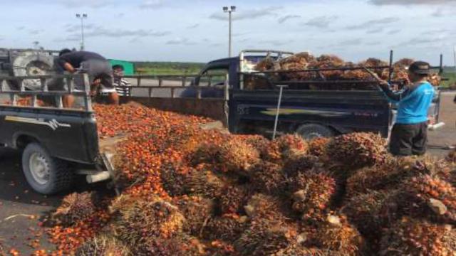 Ekspor Sawit Indonesia ke Swiss dan negara EFTA lainnya akan terbuka lebar setelah ratifikasi Indonesia – EFTA CEPA (IE-CEPA)