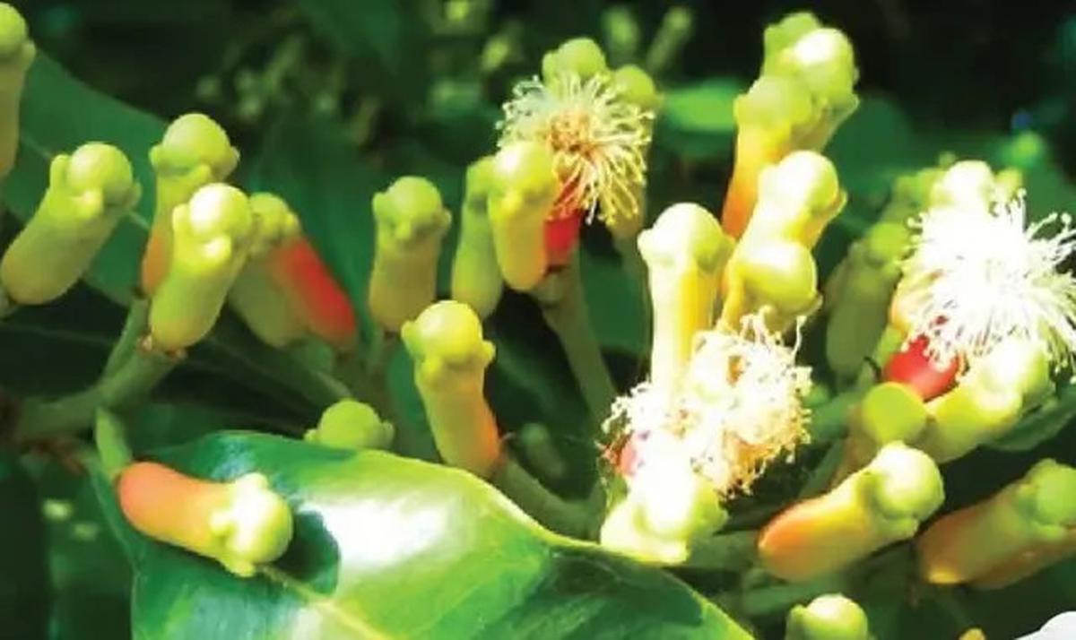 Cara Mudah Usir Semut dari Gula dengan Trik Sederhana Ini