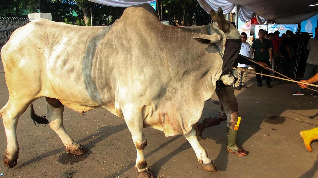 FOTO: Daging Sapi Kurban Prabowo dan Gibran di  Mesjid Istiqlal Akan Dimasak dan  Dibagikan Kepada Anak-Anak Yatim