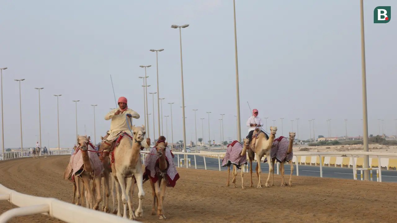 Al-Shahaniya Camel Racetrack