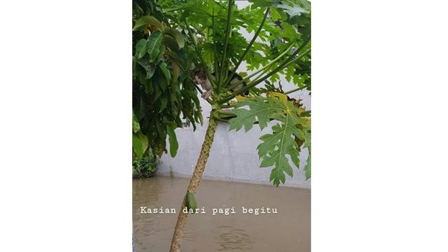 Foto 5 Kucing Menyelamatkan Diri dari Banjir Ini Bikin Terenyuh