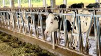 Pengelolaan Ternak Sapi Perah yang Optimal Jadi Kunci Produksi Susu Melimpah, Malang (30/5/2023). Foto: Ade Nasihudin/Liputan6.com.