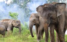 Menhut Luncurkan Strategi Baru Selamatkan Gajah Sumatera