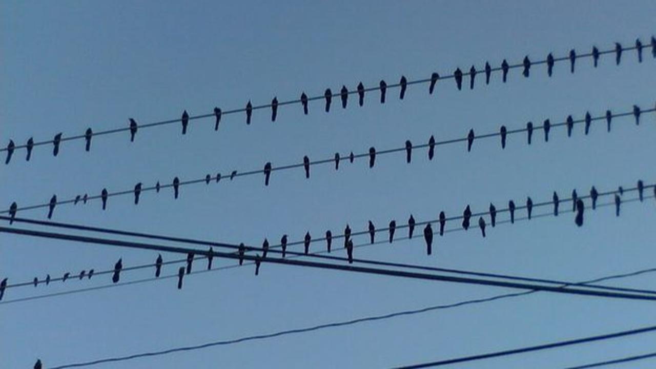 Kenapa Burung yang Hinggap di Kabel Listrik Tidak Tersetrum? Ini Alasannya