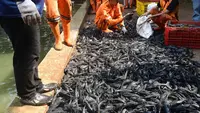 Operasi Ikan Sapu-Sapu di Setu Babakan, Total 3 Ton Ikan Terjaring dalam Tiga Jam