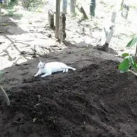 Kucing ini tak mau meninggalkan kuburan, videonya yang viral bikin semua orang yang melihatnya menitikan air mata. (Foto: MyNewsHub)
