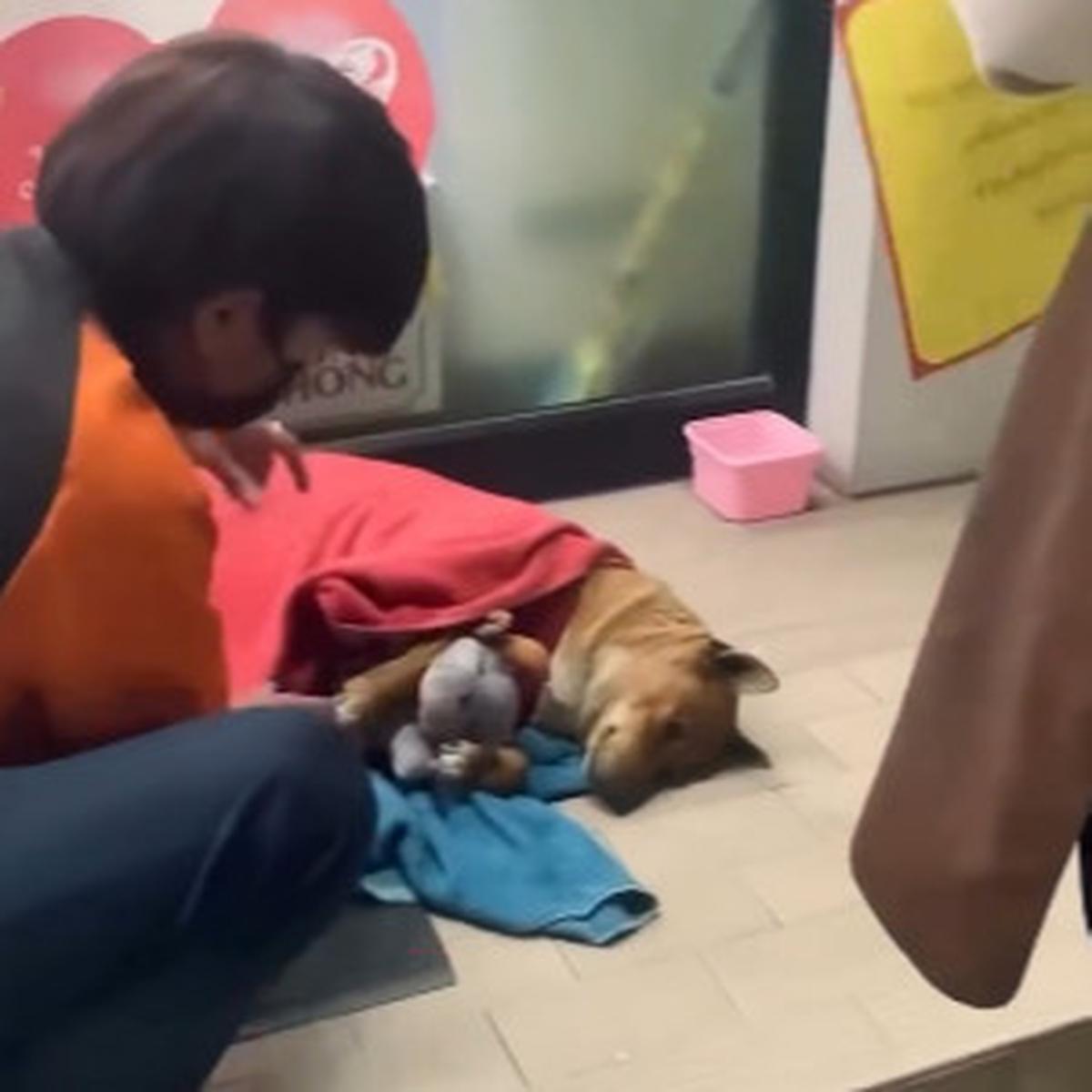 Anjing Moo Daeng Setia Tunggu Pemiliknya yang Telah Wafat di Depan Minimarket, Mirip Hachiko Jepang