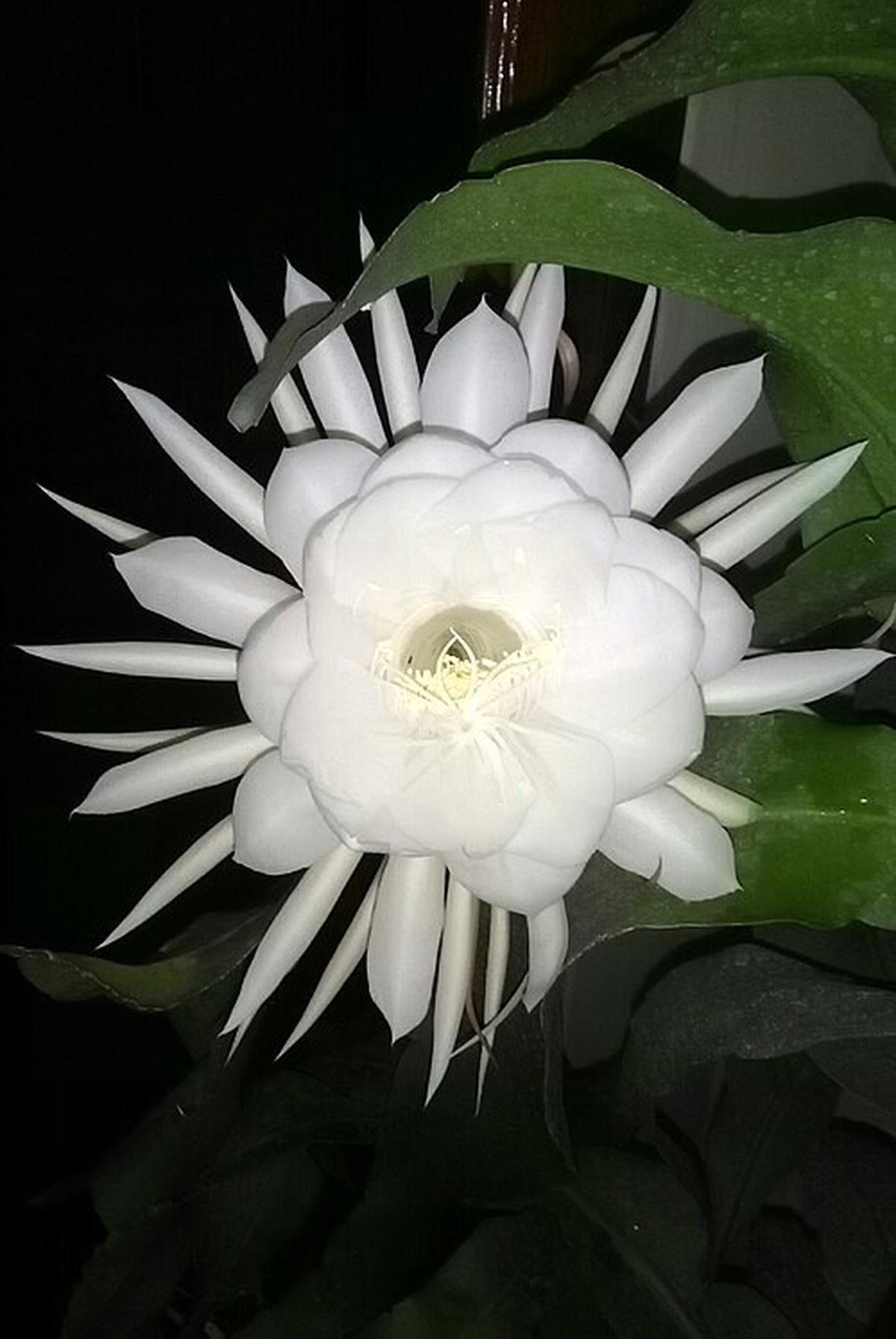 Cara Menanam Bunga Wijaya Kusuma agar Tumbuh Sehat di Pot/  Wikipedia
