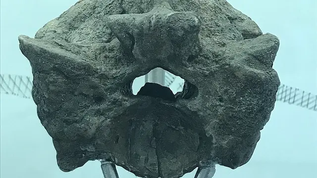 Fosil Titanoboa