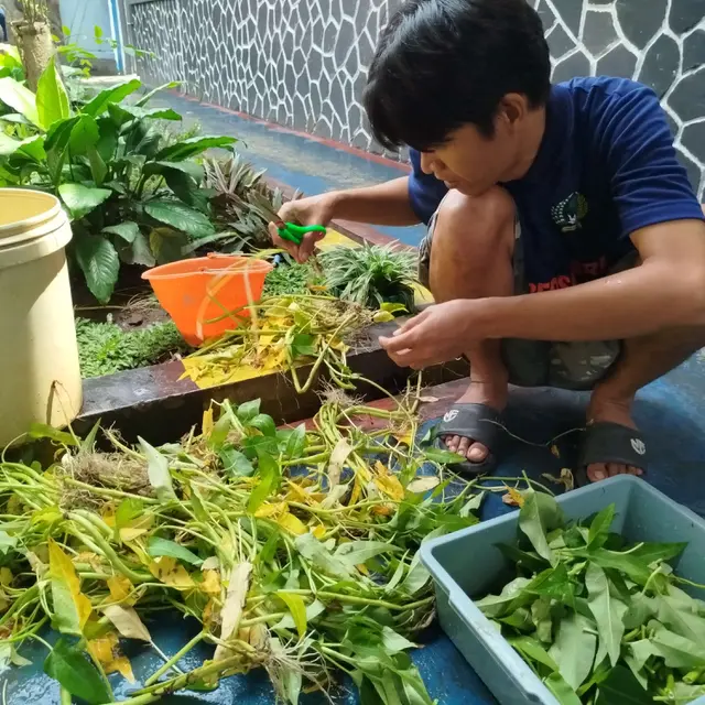 Pakan Ayam dari Kangkung