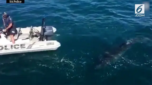 Seekor hiu berenang seakan membuntuti perahu polisi di lepas pantai Australia Selatan.