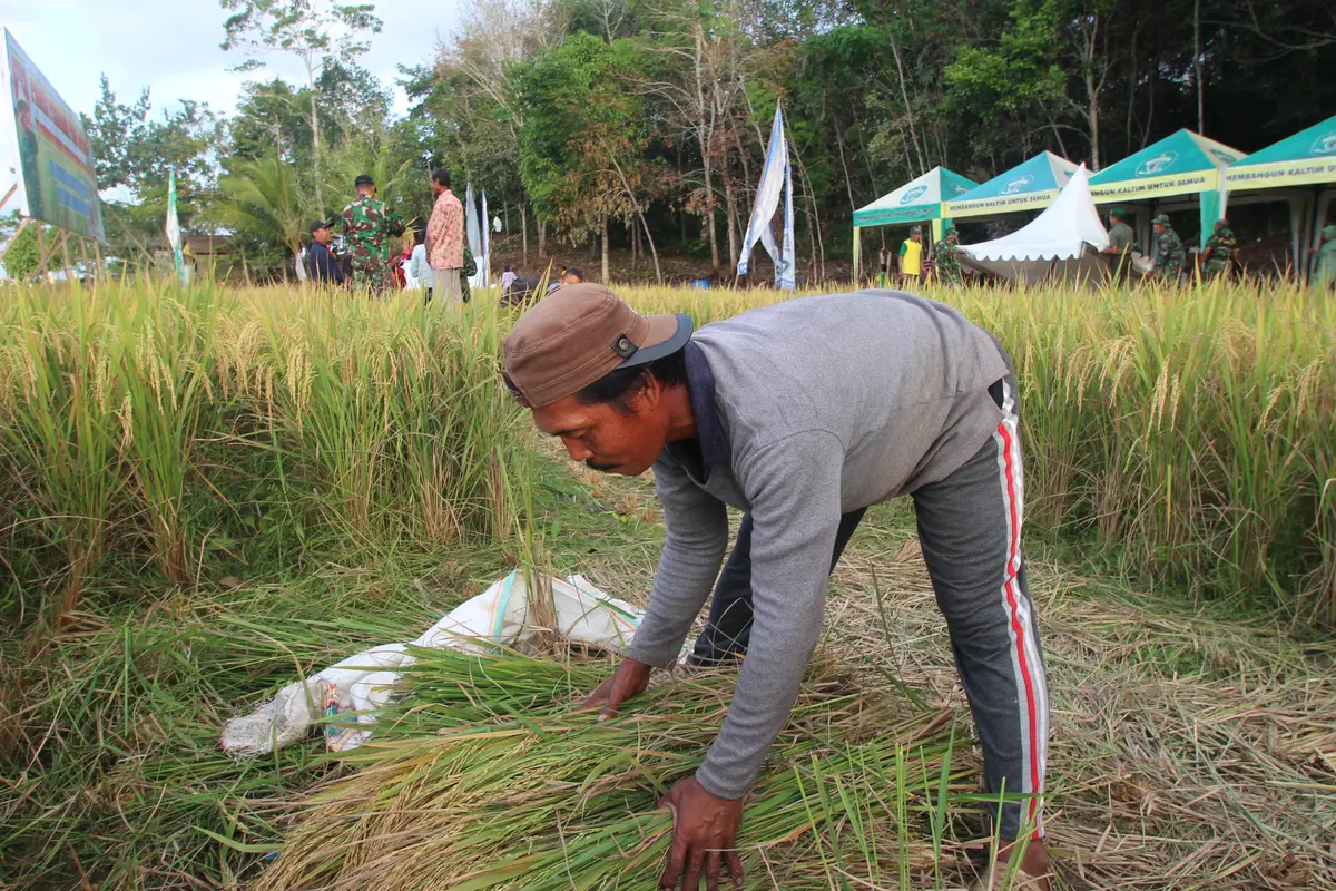 sawah samarinda