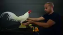 Dewan juri Xavier Guevares menimbang ayam yang akan bertarung di klub sabung ayam Campanillas, Toa Baja, Puerto Rico, Rabu (18/12/2019). Lebih dari satu juta orang menghadiri pertarungan sabung ayam setiap tahunnya. (AP Photo/Carlos Giusti)