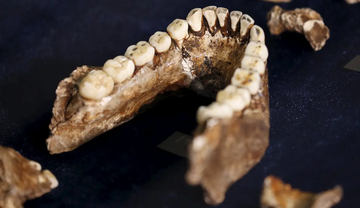 Fosil dari Homo Naledi, nenek moyang manusia dipajang di Maropeng, 10 September 2015. Para ilmuwan menemukan ratusan potongan dari 15 kerangka di satu gua di dekat Johannesburg. (REUTERS/Siphiwe Sibeko)