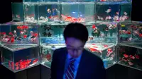 Seorang pria melihat ikan mas selama pratinjau pers dari pameran EDO Nihonbashi Art Aquarium 2018 di Tokyo, Jepang (5/7). Pameran tahunan di Tokyo ini akan dibuka untuk umum mulai 6 Juli hingga 24 September 2018. (AFP Photo/Martin Bureau)