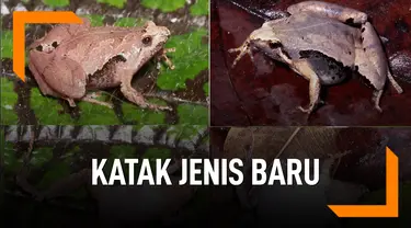 Ini Dia Katak Jenis Baru Ditemukan di Sumatera