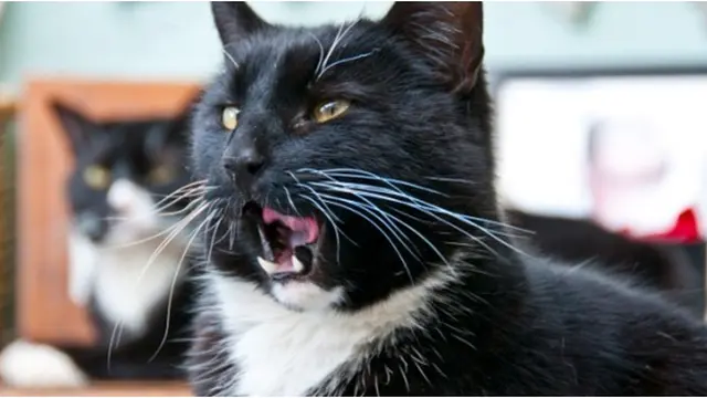 Courtesy ListVerse.com