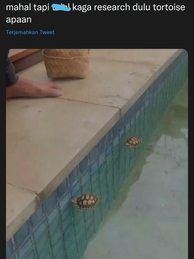 Rizky Billar dan Lesti Kejora Ditegur Pecinta Hewan Gara-Gara Masukkan Kura-Kura ke Kolam Renang (twitter @kittygalisbackl)