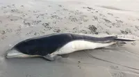 2 Lumba-Lumba Langka Terdampar di Pantai Australia