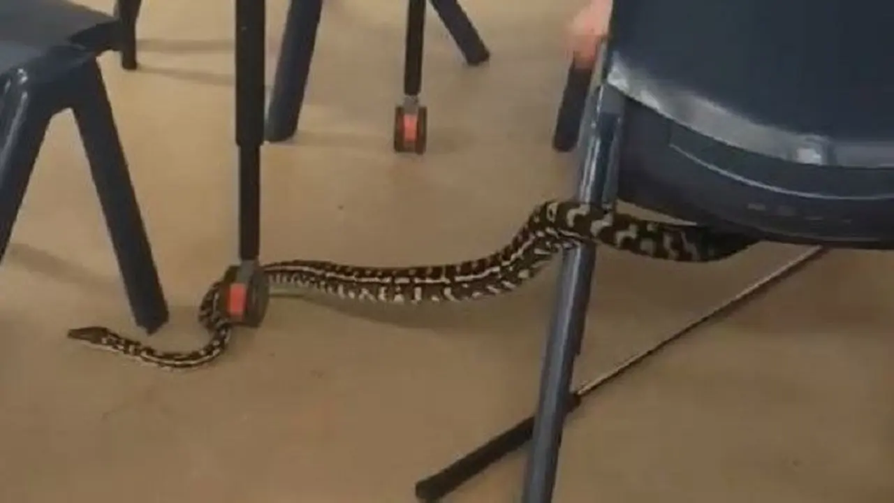 Ular piton masuk kelas di Australia (Noosa Snake Catcher)