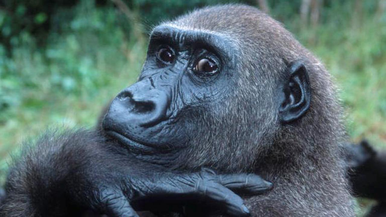 6 Hewan Herbivora Paling Buas dan Berbahaya di Dunia