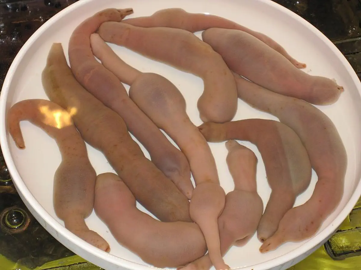 Mengenal Ikan Penis yang Terdampar di Pantai Drake California - Global  Liputan6.com