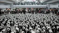 1600 panda yang terbuat dari bubur kertas memenuhi Bandara Internasional Hong Kong, Senin (9/6/14). (AFP PHOTO/Philippe Lopez)