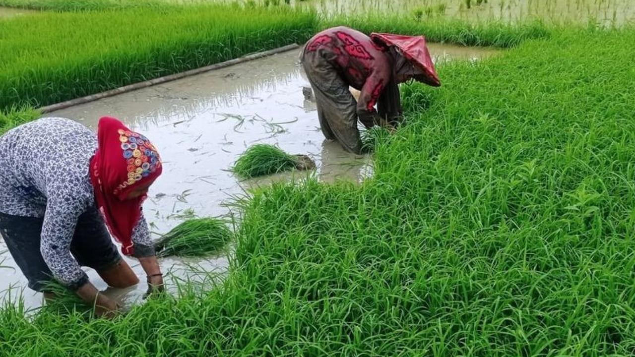Pemkab Lebak Ajak Petani Tanam Padi Tahan Kekeringan Hadapi Kemarau 2026