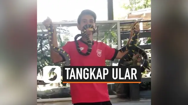 Seorang pria menunjukkan trik berbahaya di kawasan Krabi, Thailand. Ia berhasil menaklukkan tiga ekor ular mematikan. Bahkan, salah satunya ia tangkap menggunakan mulutnya.
