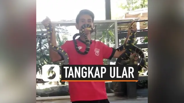 VIDEO: Wow, Pria Ini Tangkap Ular Mematikan Pakai Mulut