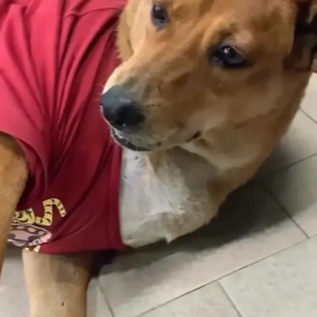 Anjing Ini Setia Tunggu Pemiliknya yang Sudah Wafat, Bikin Haru Seperti Hachiko Jepang