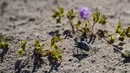 Seekor serangga terlihat di tengah bunga-bunga yang bermekaran di gurun Atacama, sekitar 600 km sebelah utara Santiago, Chile, Rabu (13/10/2021). Atacama adalah, salah satu gurun pasir paling terkenal di dunia dan dikenal sebagai tempat yang jarang sekali mengalami hujan. (MARTIN BERNETTI/AFP)