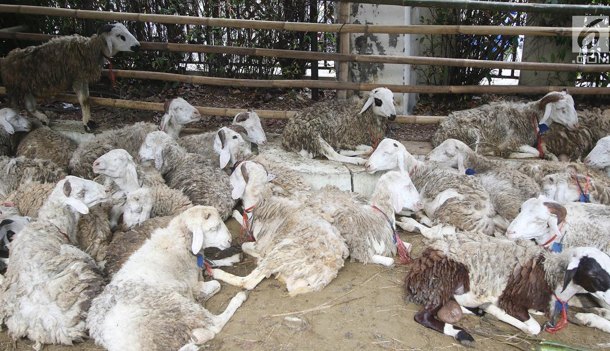 Photo Masjid Sunda Kelapa Potong 10 Sapi Dan 46 Kambing News Liputan6com