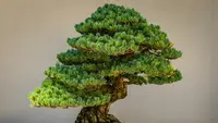 16 Jenis Tanaman yang Bisa Dibonsai untuk Teras, Percantik Rumah dengan Sentuhan Alami