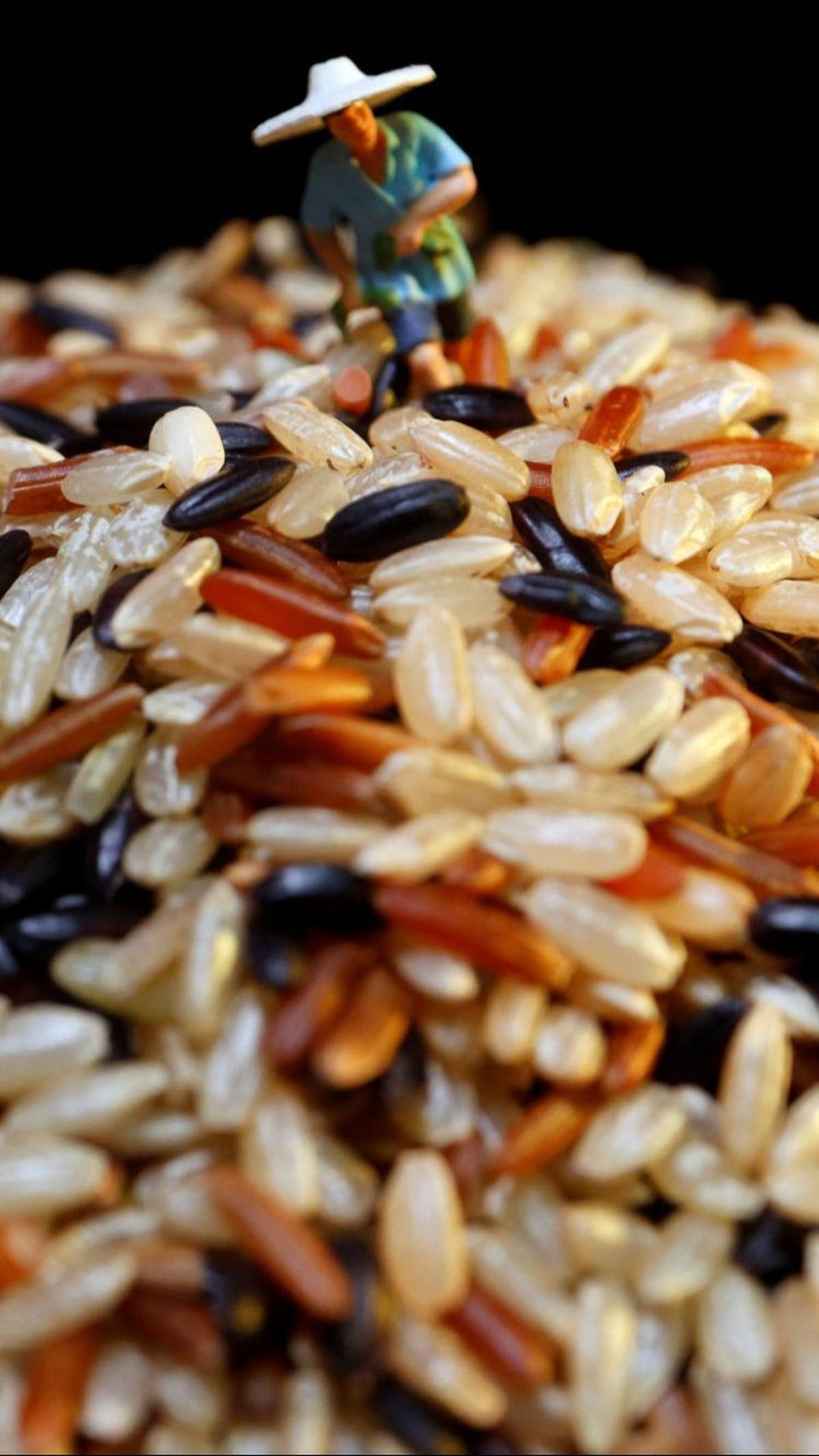 Masyarakat Menjerit Harga Beras Terus Naik&nbsp;<br>