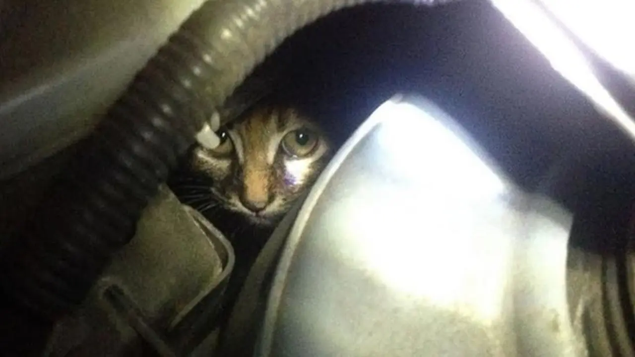 kucing