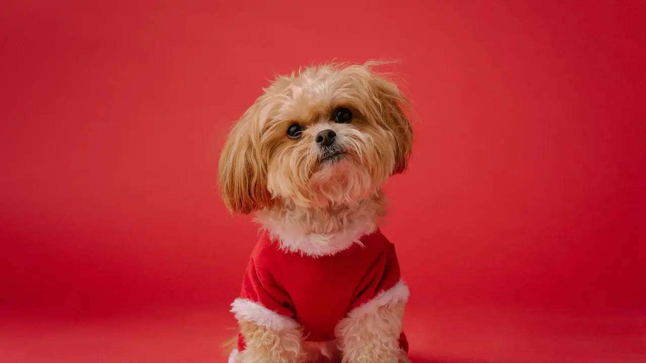 Shih Tzu