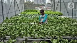 Petugas masjid melakukan perawatan sayuran yang ditanam dengan sistem hidroponik 'Smart Farming' di atap Masjid Asy-syifa, Jakarta Pusat, Senin (23/1/2023). Dinas Ketahanan Pangan, Kelautan dan Pertanian (KPKP) Jakarta Pusat bekerja sama dengan pengurus Masjid Asy-syifa memanfaatkan lahan atap untuk budi daya sayuran hidroponik sebagai upaya menghijaukan lingkungan serta menjadi nilai ekonomis baik untuk pengurus dan warga sekitar. (merdeka.com/Iqbal S. Nugroho)