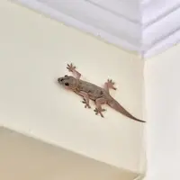 cicak/copyright freepik/travelarium