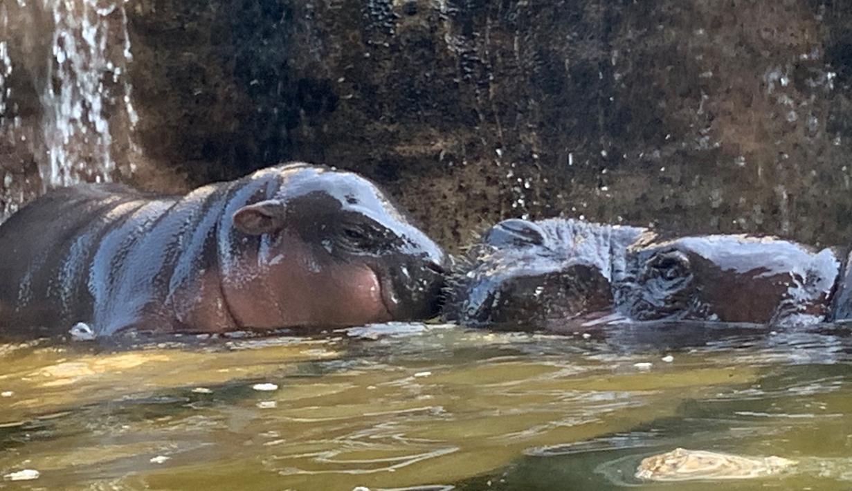 Bayi kuda nil kerdil jantan berusia dua hari berada di sebelah ibunya yang bernama Chiao Chiu saat bermain air di Taipei Zoo, Taiwan, Senin (12/8/2019). (Sam YEH/AFP)