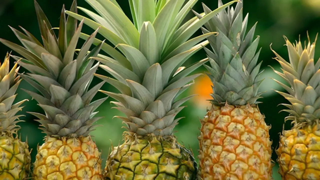 (c) Shutterstock.com