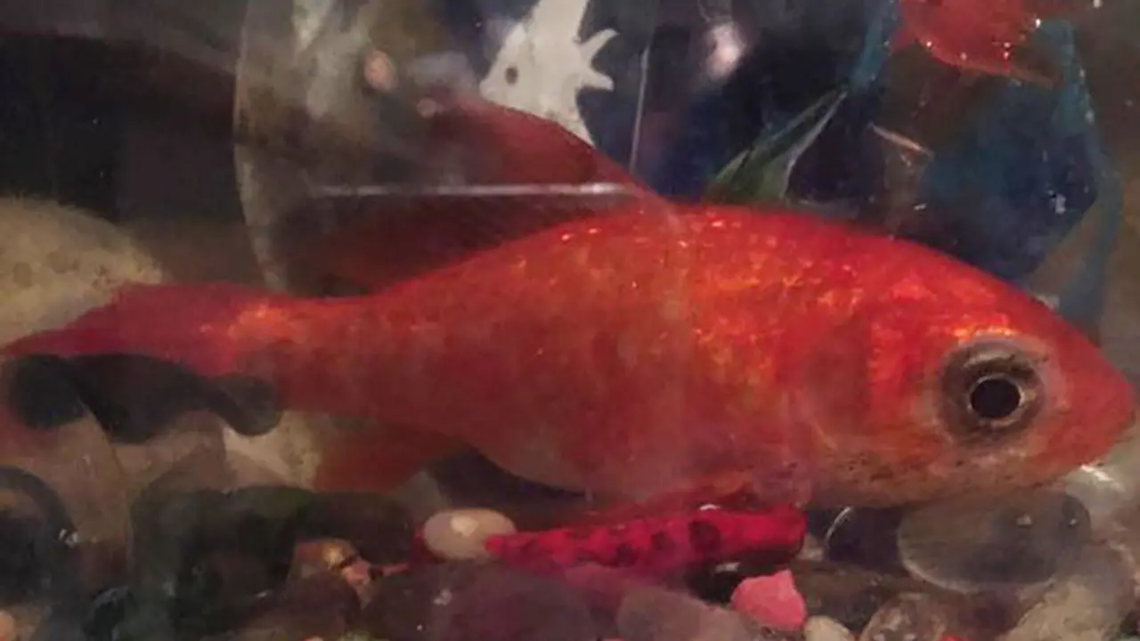[Bintang] Selamatkan Ikan Mas dari Tumor, Keluarga Ini Rela Bayar Rp3 Juta!