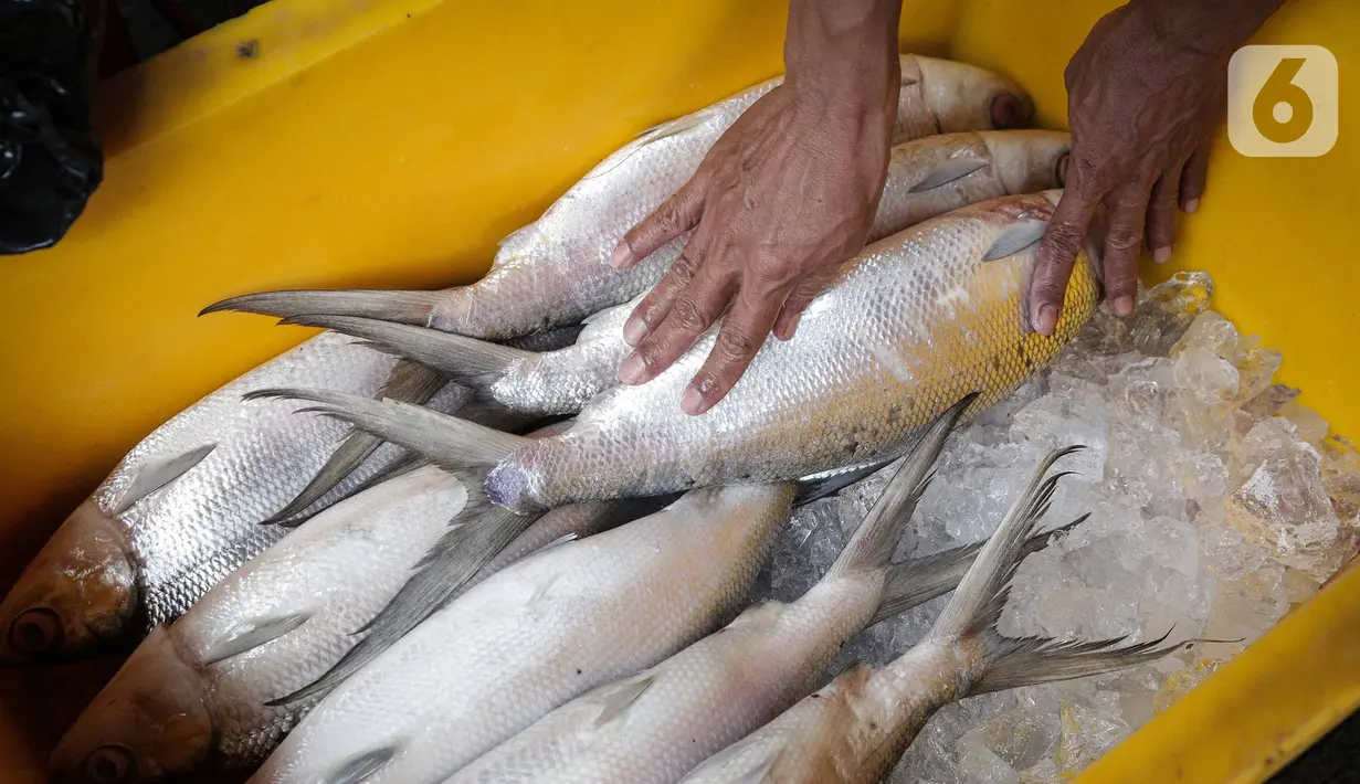 Pedagang mamasukan ikan bandeng ke dalam kotak es di Pasar Petak Sembilan, Glodok, Jakarta, Senin (31/1/2022). Ikan bandeng banyak dibeli jelang Imlek sebagai hidangan saat perayaan Tahun Baru masyarakat Tionghoa itu. (Liputan6.com/Faizal Fanani)