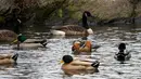 Bebek mandarin berenang di antara bebek-bebek lain di sebuah kolam di Central Park, New York, Selasa (27/11). Hewan yang juga dinobatkan sebagai bebek terindah di dunia ini memiliki ukuran panjang 41-49 cm dan bentang sayap 65-75 cm. (Don EMMERT / AFP)
