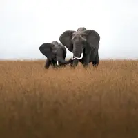 Ilustrasi Gajah/https://unsplash.com/James Eades