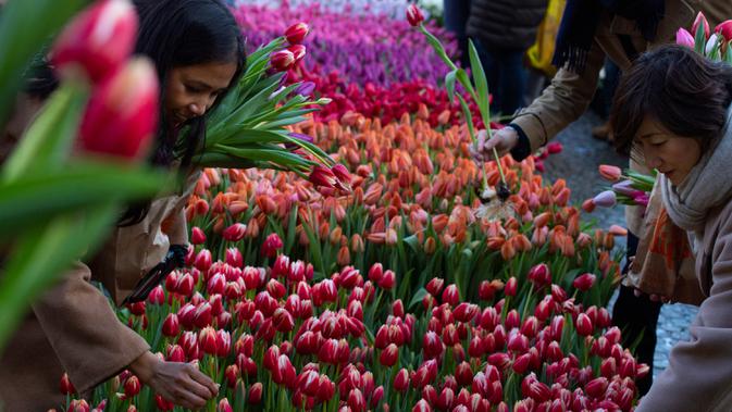 Orang-orang memetik tulip gratis pada Hari Bunga Tulip Nasional di Dam Square yang berada di seberang Royal Palace, Amsterdam, 18 Januari 2020. Hari Bunga Tulip Nasional ini menandai pembukaan musim bunga tulip untuk industri bunga Belanda.  (Koen Van WEEL/ANP/AFP)