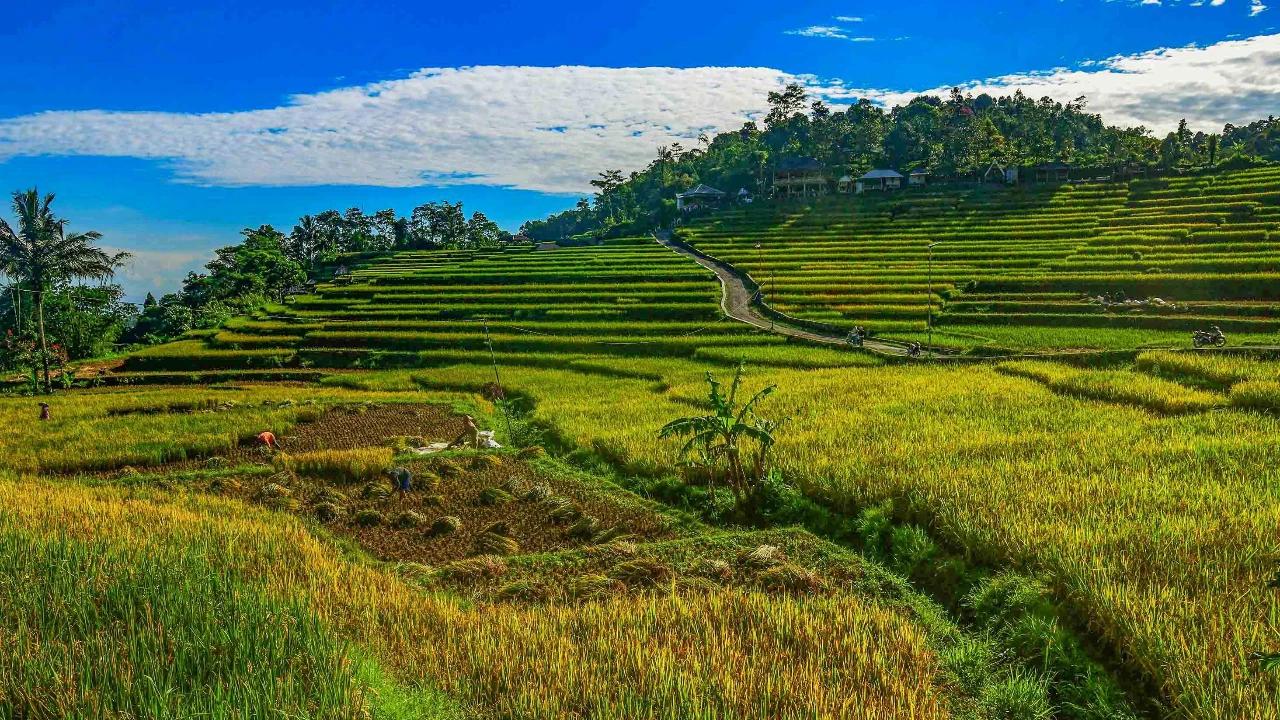 FOTO: Panen Padi di Terasering Cisalada