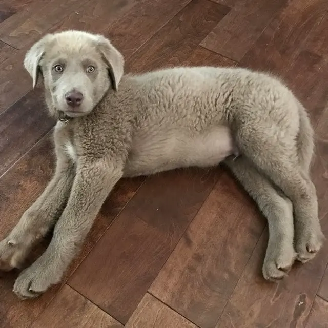 6 Potret Anjing dari Perkawinan Beda Ras Ini Lucu Banget