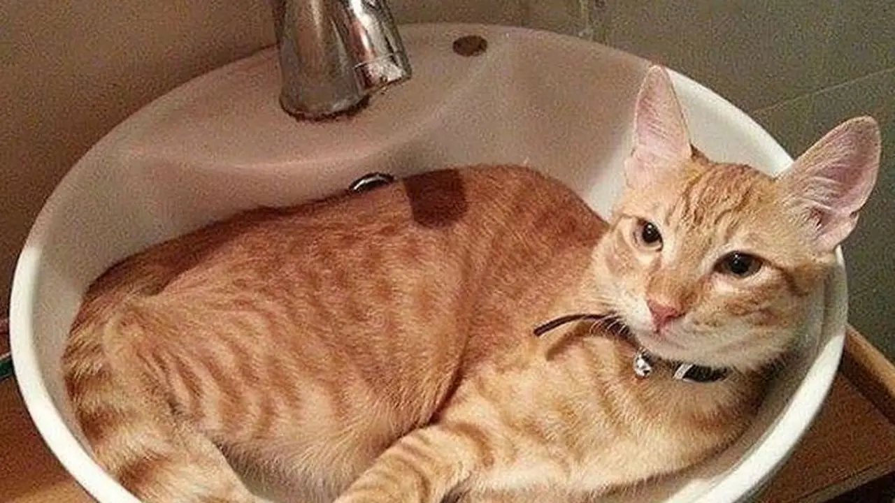 10 Kucing yang Bikin Kamu Nggak Mengerti Apa Mau Mereka