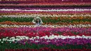 Abbotsford Tulip Festival, yang mengumumkan penutupannya pada tahun 2021, kembali hadir tahun ini karena permintaan yang tinggi dan di lokasi yang baru. (Darryl Dyck/The Canadian Press via AP)